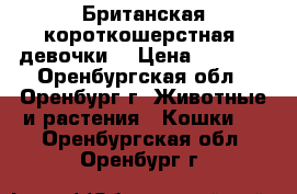 Британская короткошерстная (девочки) › Цена ­ 5 000 - Оренбургская обл., Оренбург г. Животные и растения » Кошки   . Оренбургская обл.,Оренбург г.